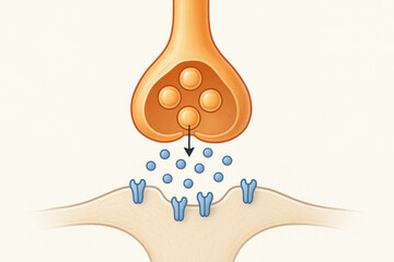 Synapse Illustration: Neurotransmitters Release, Neuronal Communication, Illustration
