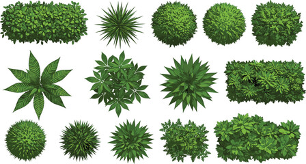 Top view assorted green bushes and shrubs collection, garden foliage plants, landscape nature elements, isolated vector botanical illustration © Ashik Creatives