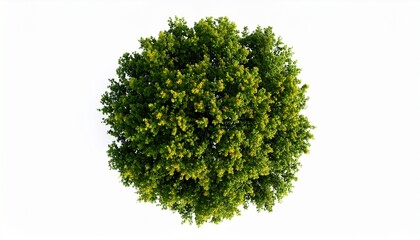 Lush Green Treetop Aerial View Perfect for Wellness Branding.