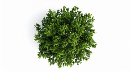 Obraz premium Lush Green Treetop View Aerial Shot Isolated on White Background.