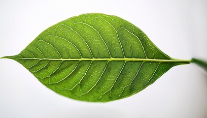 Fototapeta premium exploring the intricacies of a green leaf s vibrant texture against a white background a stunning macro photography perspective