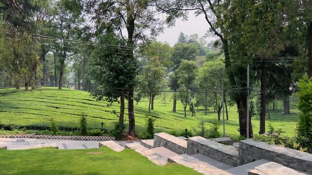 Palampur Tea Estates, Himachal Pradesh &ndash; Scenic Tea Gardens, Organic Tea Tourism, and Himalayan Plantation Experience in India&rsquo;s Serene Mountain Valleys