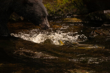 close up shot of a black bear hunting salmon in a river in Alaska