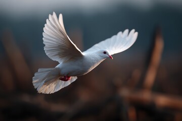 Obraz premium Peace dove flying over battlefield with contrast