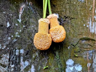 Two unique petai flowers before they become fruit