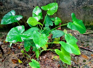 Taro plants that are wet in the rainy season