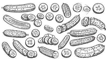 Hand-drawn cucumber slices and whole cucumbers