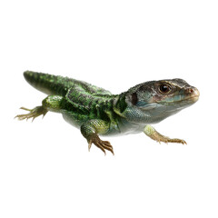 Obraz premium Female in Floating Lizard isoleted on transparent background .