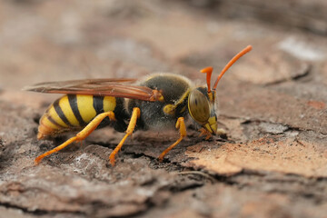 Closeup on a European digger Sand wasp species, Bembix rostrata