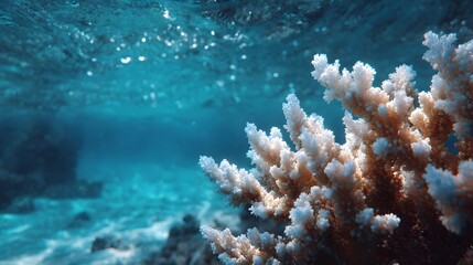 Fototapeta premium Vibrant staghorn coral in shallow lagoon