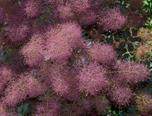 european smoketree resp. Cotinus coggygria,Rhineland,Germany