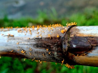 Fototapeta premium Yellow fungus grows on bamboo bark during the rainy season.