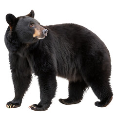 Fototapeta premium Png Full Body black bear isolated on white background