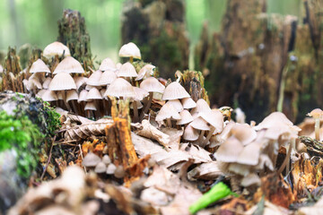 Small forest mushrooms grow on an old stump and fallen leaves, creating a picturesque composition. This macro image conveys the atmosphere of the forest and its natural beauty.