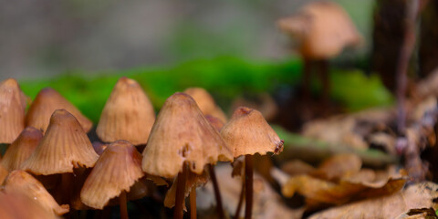 Various small mushrooms with thin stems growing on a moist forest floor among moss and fallen leaves. This detailed macro shot conveys the beauty and biodiversity of the forest microworld, centered on