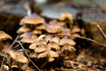 Young forest mushrooms with shiny caps and thin stems grow in a large group on an old, fallen log. This macro shot captures the details of forest life, the process of decomposition, and the natural be