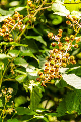 Rubus ulmifolius pertenece a la familia de Rosaceae.