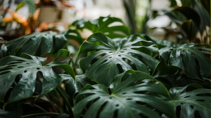 Obraz premium Lush Monstera Leaves in a Tropical Indoor Garden