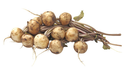 Freshly harvested turnips offer an earthy flavor and a crisp bite for healthy cooking and delicious meals isolated on white background 