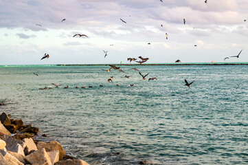 Flock pelican bird and sea gull. Pelican and seagull flying in sky. Flock of birds. Pelican and seagull flying at sea. Sea gull flying above sea. Birds migration. Birds hunting for fish