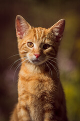 Portrait vom kleinen roten Kater erstellt in 2019