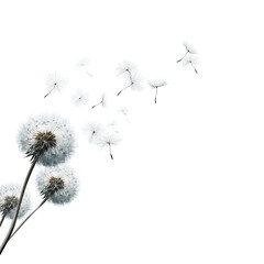 Dandelions blowing in the wind (1)