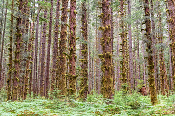 Naklejka premium The Black Forest, Hoh Rainforest, Olympic National Park, Washington, USA