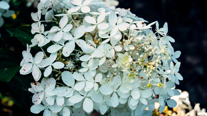 white flowers in the garden