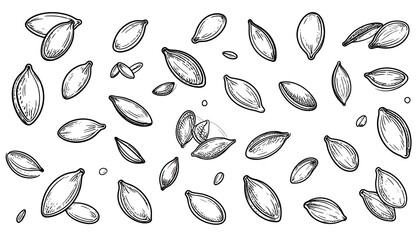 Fototapeta premium Hand-drawn pumpkin seeds