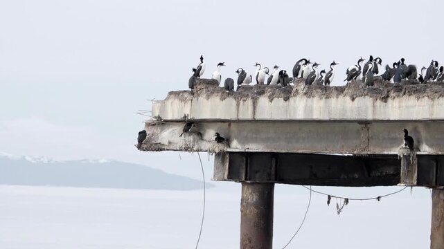 coastal birds ecosistem pier wildlife