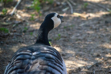 Black goose screaming from behind