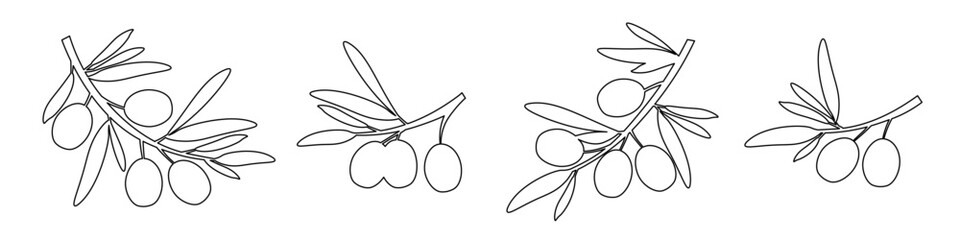 Olives with leaves in linear style. Set of olive tree branches. Ripe fruits of natural plants. Botanical decorative elements. Sketch of food product. Vector illustration.