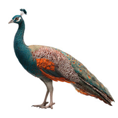 Obraz premium Side view of a peacock with vibrant plumage