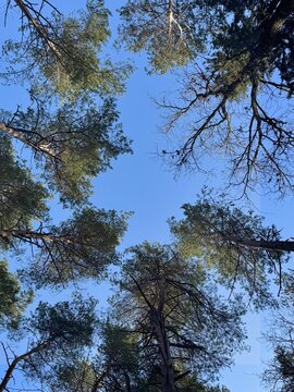 Trees against clear blue sky