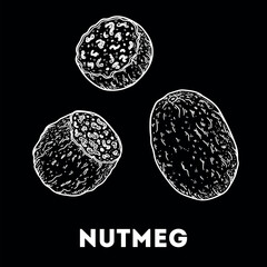 Nutmeg sketch. Hand drawn vector illustration. Kitchen spice