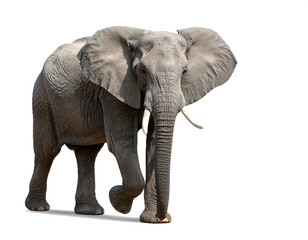 Obraz premium Elephant on transparent background