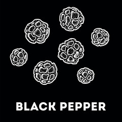 Black pepper sketch. Hand drawn vector illustration. Kitchen spice