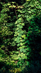 abstract background with green moss