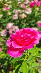 Close-up of vibrant pink rose in full bloom with blurred background of green leaves and flowers. This image symbolizes beauty, romance, and the elegance of nature in summer