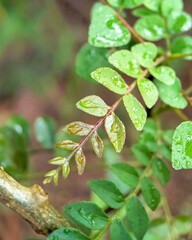 Fresh Curry Leaf Plant with Dew Drops After Rain, Closeup Macro Shot of Murraya Koenigii Herb Used in  Cooking and Ayurveda