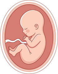 Fetus inside womb, detailed prenatal development anatomy, medical education illustration, embryonic growth stages, healthcare vector, pregnancy awareness content