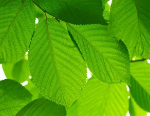 Fototapeta premium Close-up of vibrant green leaves (4)