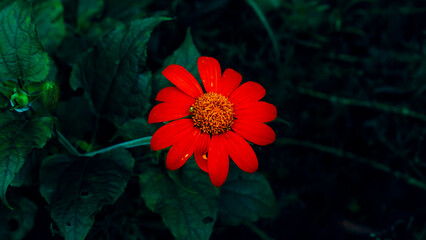 red flower on green background