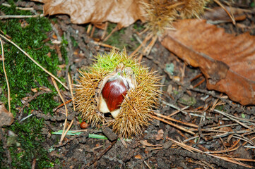 Sweet chestnut on forest floor. Autumn harvest.
