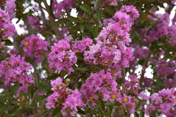 Largestroemia indica au jardin en été