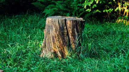 Fototapeta premium axe in the stump
