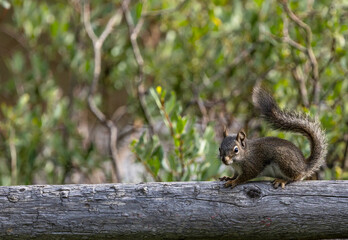 A beautiful wild squirrel sits on the fence in Colorado