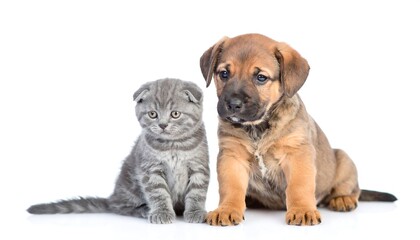 Obraz premium Cute kitten and puppy (1)