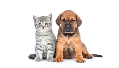 Obraz premium Cute kitten and puppy