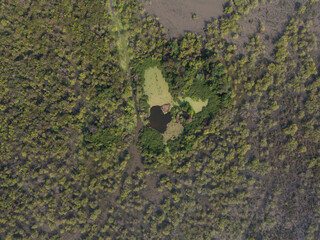 Small green swamp in nature